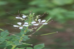 Cleome gynandra